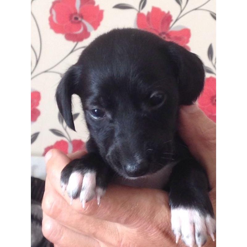 Saluki X Lurcher puppy