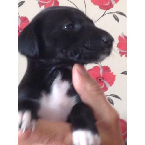Saluki X Lurcher puppy