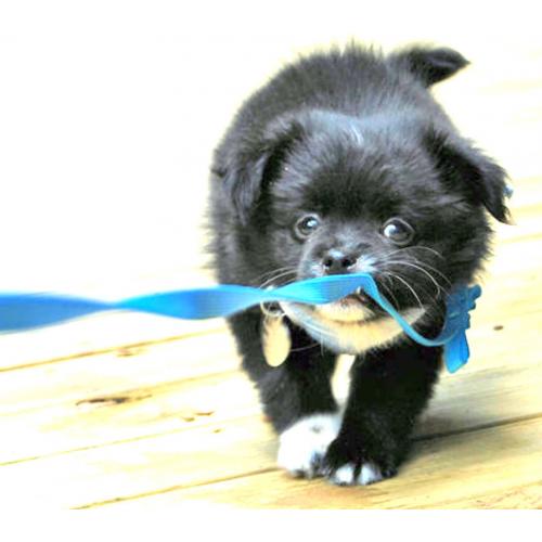 little soft pomeranian vaccianted microchipped and lead trained 07957976519