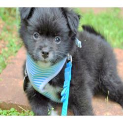 little soft pomeranian vaccianted microchipped and lead trained 07957976519