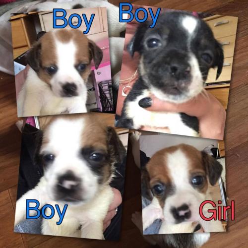 jackawawa (jack Russel x chiuwawa)