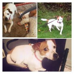 jackawawa (jack Russel x chiuwawa)