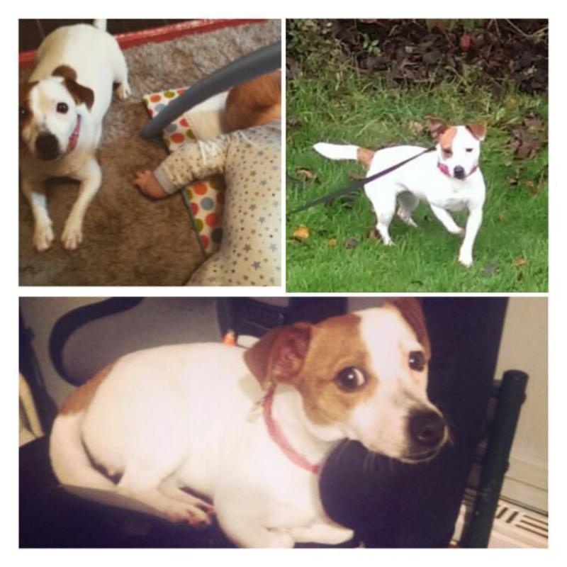 jackawawa (jack Russel x chiuwawa)