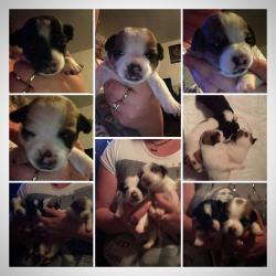 jackawawa (jack Russel x chiuwawa)