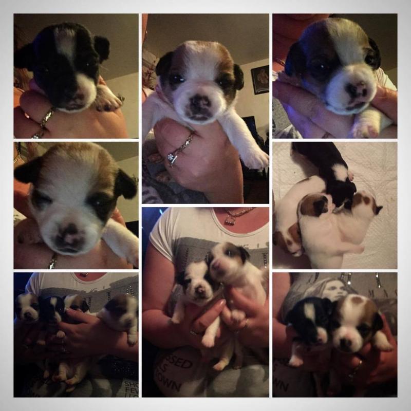 jackawawa (jack Russel x chiuwawa)