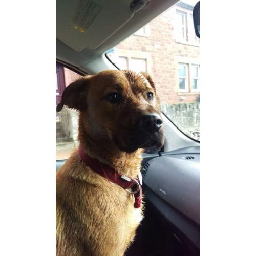 Bullmastaf/Alsatian x 1 year old dog