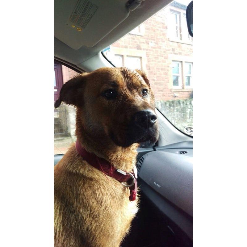 Bullmastaf/Alsatian x 1 year old dog
