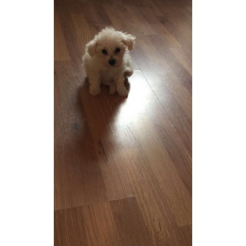 Bichon frise