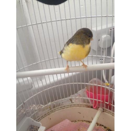 Male canary for sale with cage