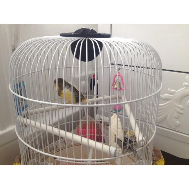 Male canary for sale with cage