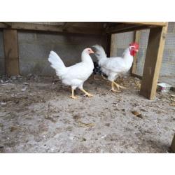 CHICKEN ROOSTER