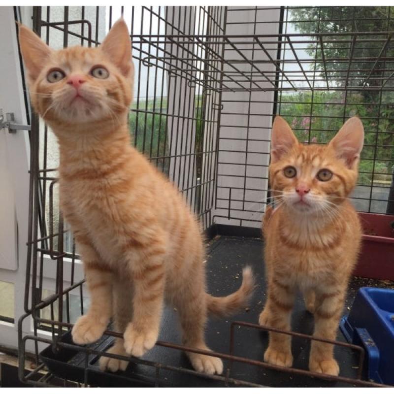 Farm kittens ready now