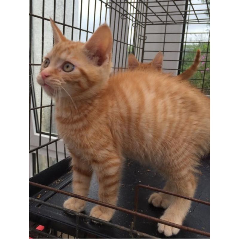Farm kittens ready now