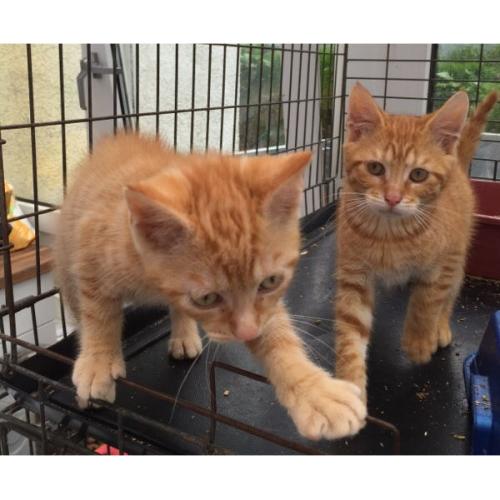 Farm kittens ready now