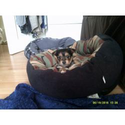 Yorkie/chihuhua