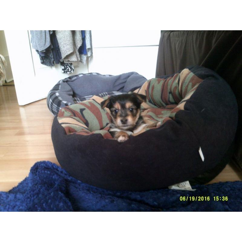 Yorkie/chihuhua