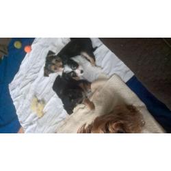 Yorkie/chihuhua