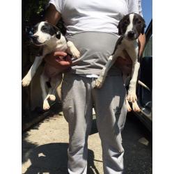 Two greyhound crosses female ouppies