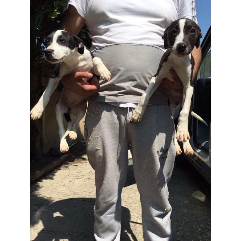 Two greyhound crosses female ouppies