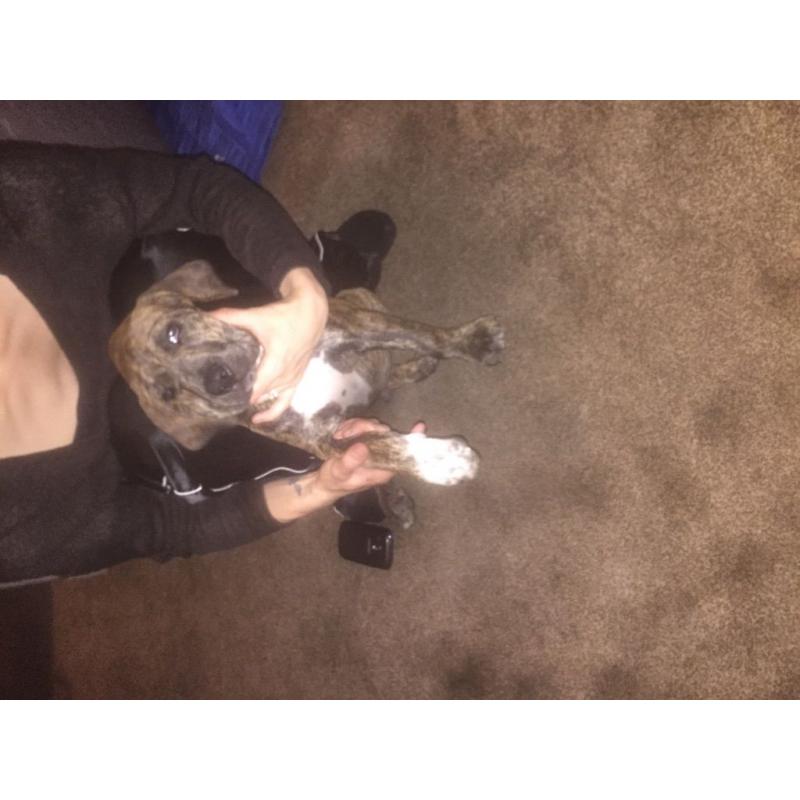 Mastiff pup