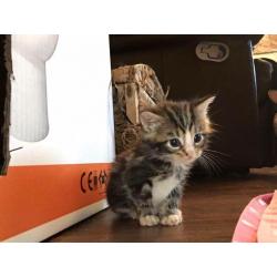 Maincoon cross kittens