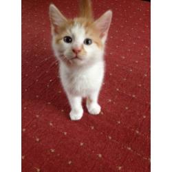 Two kittens for sale