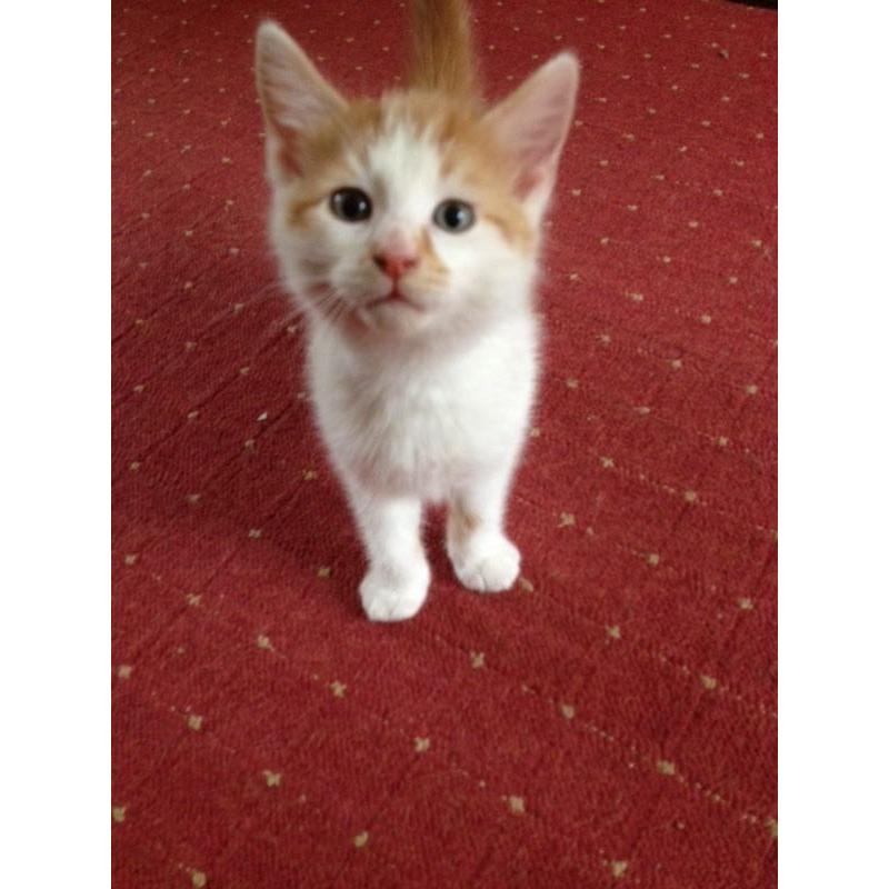 Two kittens for sale