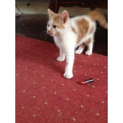 Two kittens for sale