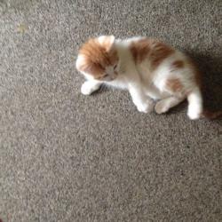 Two kittens for sale