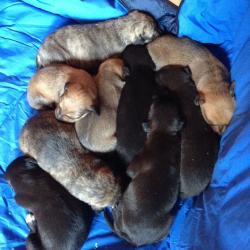 Lurcher pups for sale