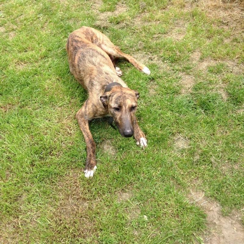 Lurcher pups for sale