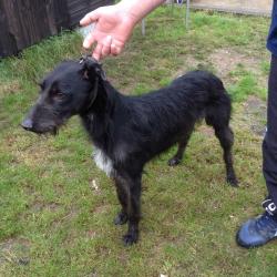 Lurcher pups for sale