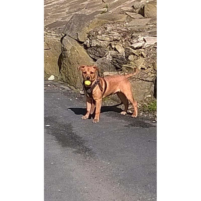 Beautiful boy puppy for sale