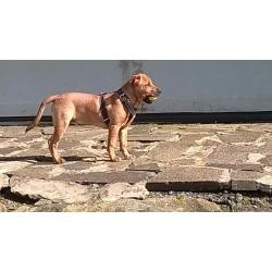 Beautiful boy puppy for sale