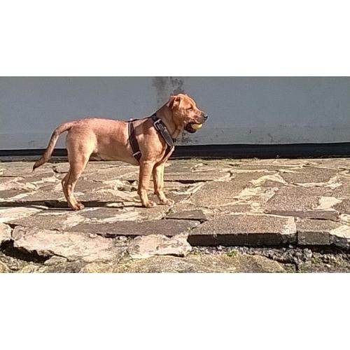 Beautiful boy puppy for sale