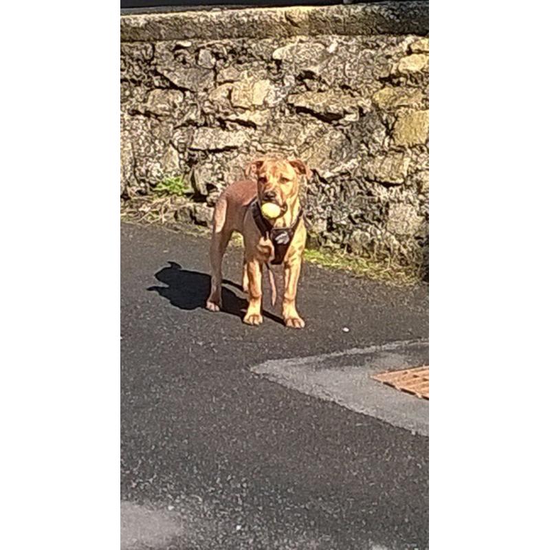 Beautiful boy puppy for sale