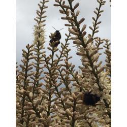 Cordyline Australis - 8.5 feet high 8years old - well established with a hive of bee activity