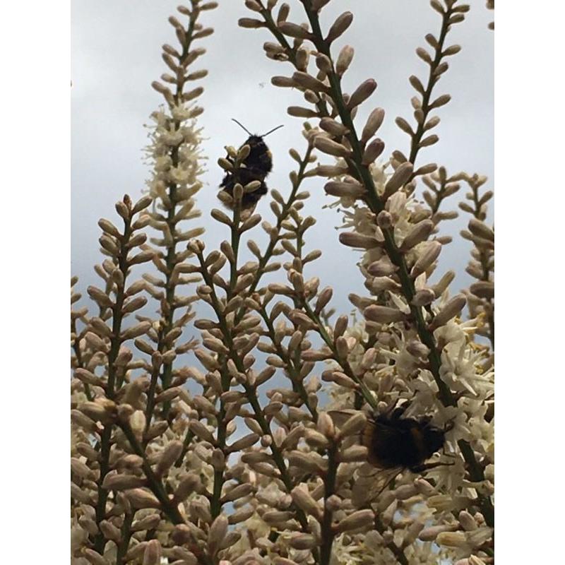 Cordyline Australis - 8.5 feet high 8years old - well established with a hive of bee activity