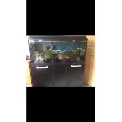 Large tropical fish aquarium set up