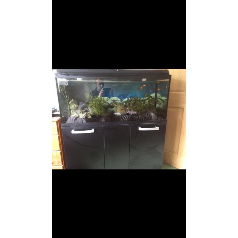Large tropical fish aquarium set up