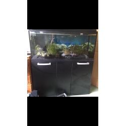 Large tropical fish aquarium set up