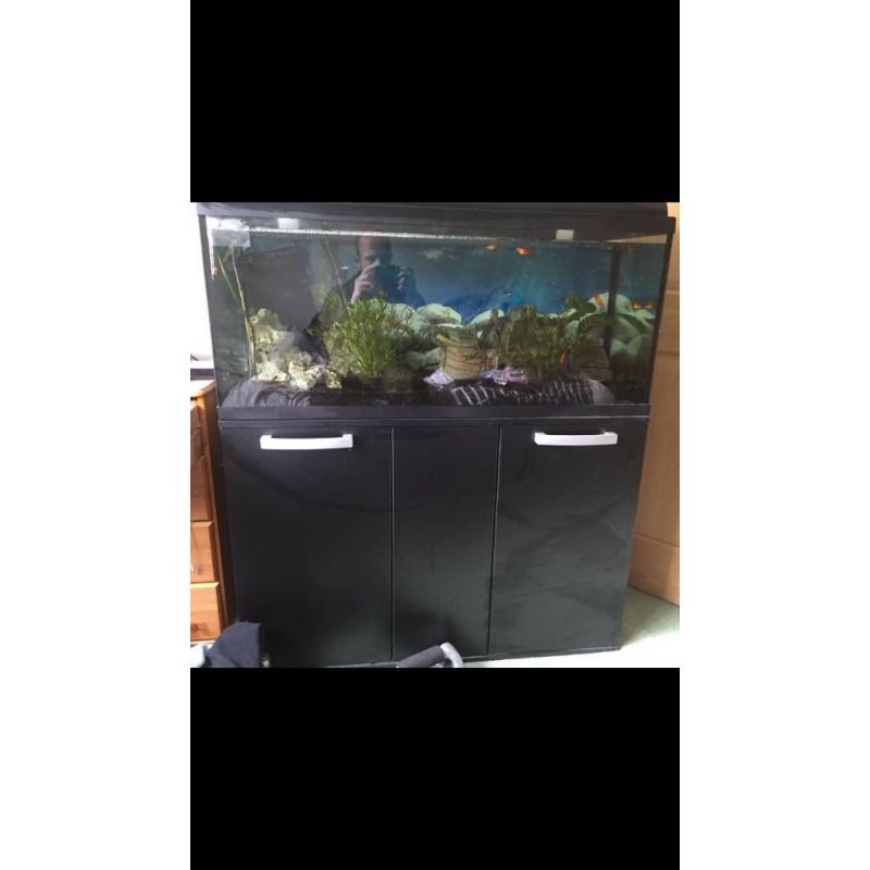 Large tropical fish aquarium set up