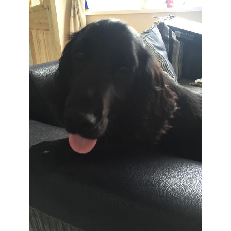 Cocka spaniel for sale