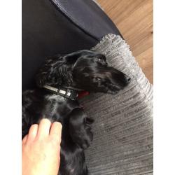Cocka spaniel for sale