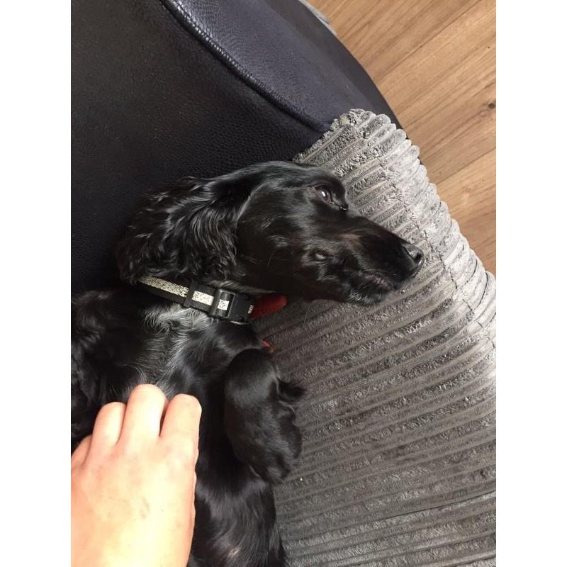 Cocka spaniel for sale