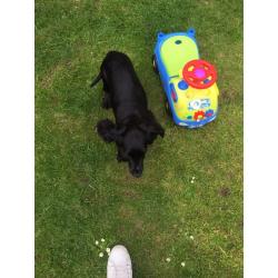 Cocka spaniel for sale