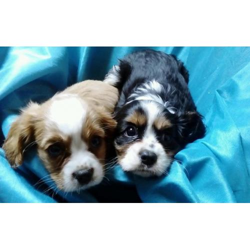 Cavalier king charles pups girls+boys