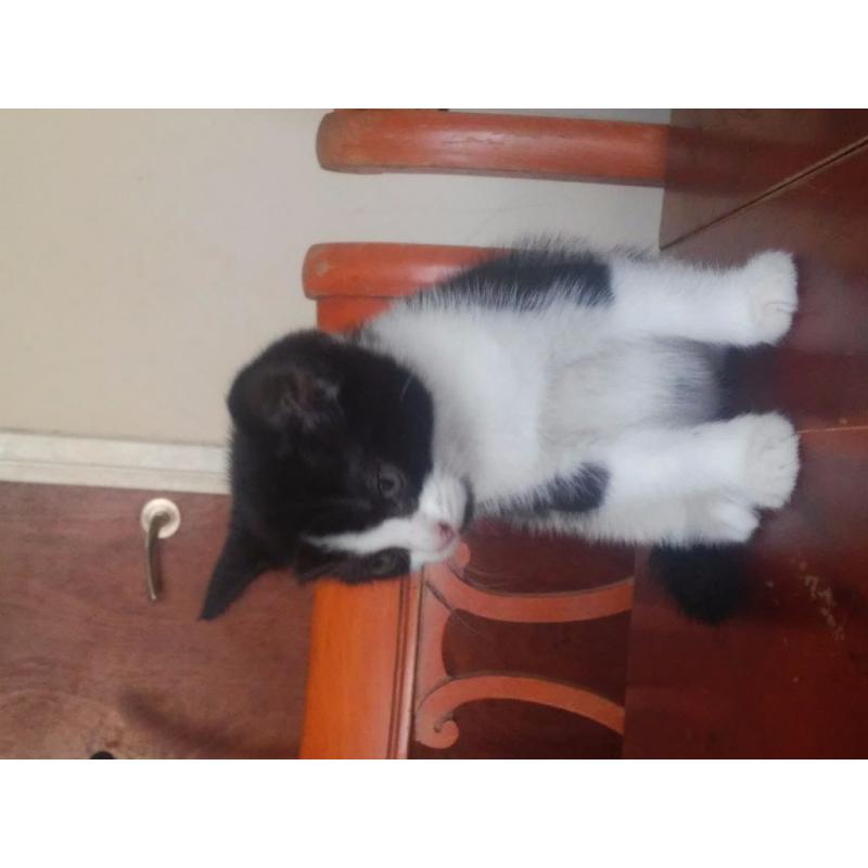 Kittens for sale