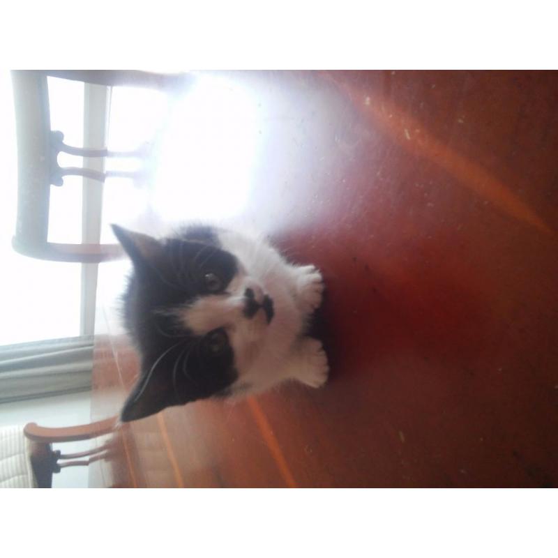 Kittens for sale