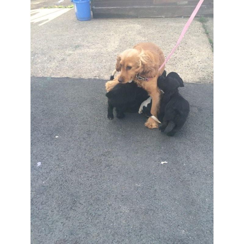 Cocker x puppies